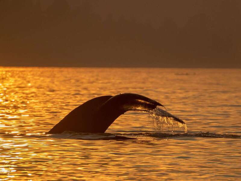 campbell-river-scenic-sunset-tour-by-boat