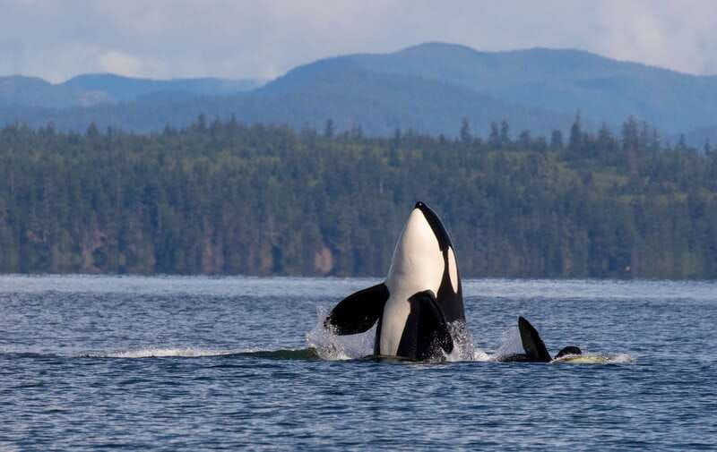 campbell-river-whale-watching-covered-boat-tour-with-lunch