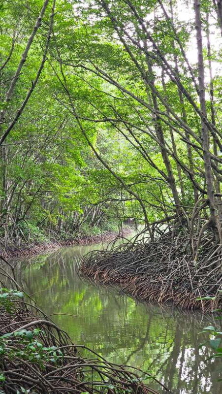 can-gio-mangrove-wildlife-day-tour-by-speedboat-from-hcmc