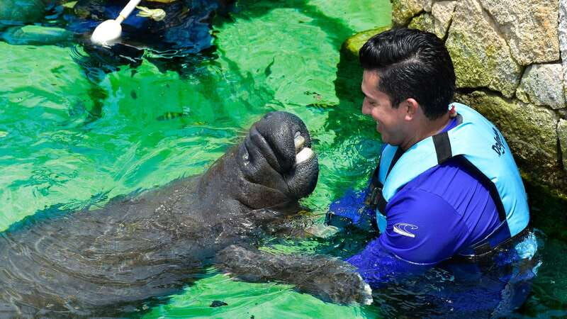 cancun-manatee-encounter-on-isla-mujeres-with-buffet-lunch