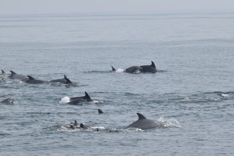 cape-may-scenic-whale-and-dolphin-watching-cruise
