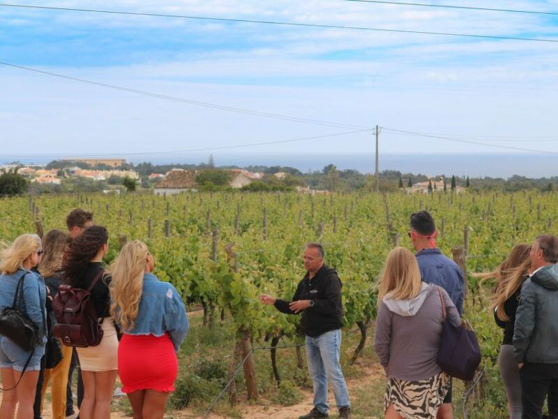 carvoeiro-portimao-alvor-wine-tour-w-tasting-tapas-music