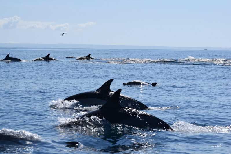 cascais-dolphin-watching-speedboat-tour