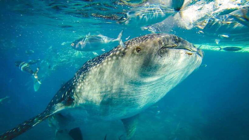 cebu-city-whale-shark-swimming-kawasan-falls-canyoneering