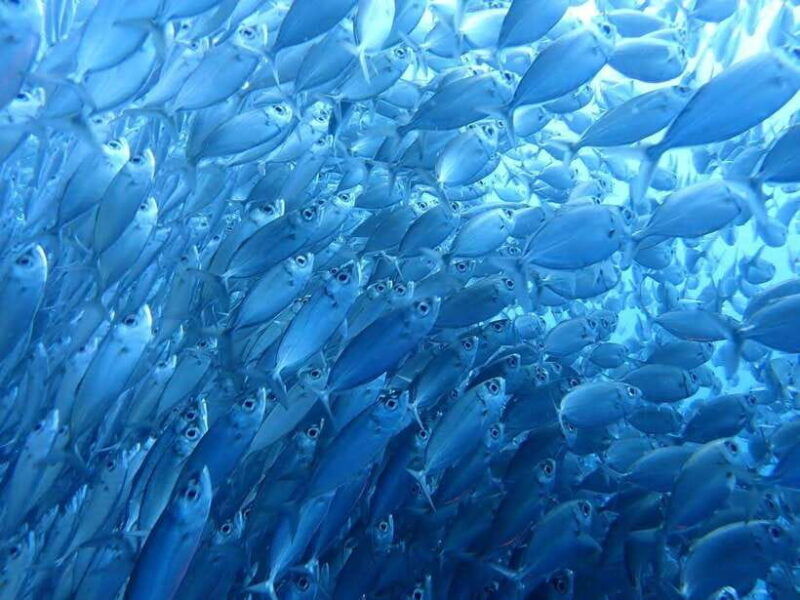 cebu-kawasan-canyoning-moalboal-snorkeling-turtles-tour