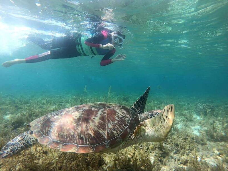 cebu-moalboal-sardine-run-snorkeling-kawasan-canyon-tour