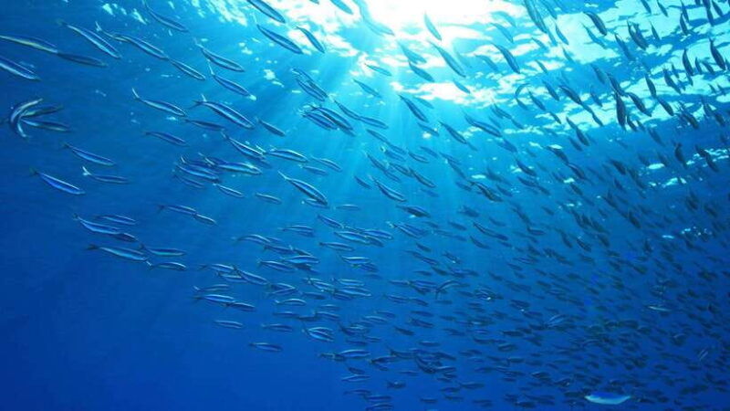 cebu-moalboal-sardines-and-turtles-snorkeling-tour