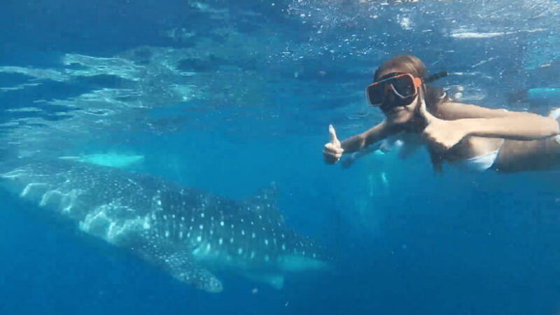 cebu-oslob-whale-shark-and-moalboal-snorkeling-adventure-2