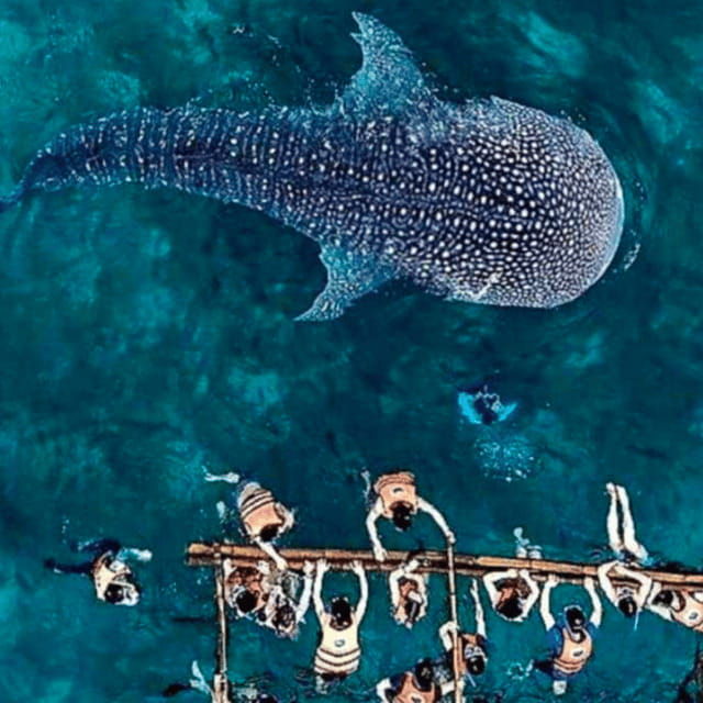 cebu-oslob-whale-shark-sumilon-ruins-simala-church