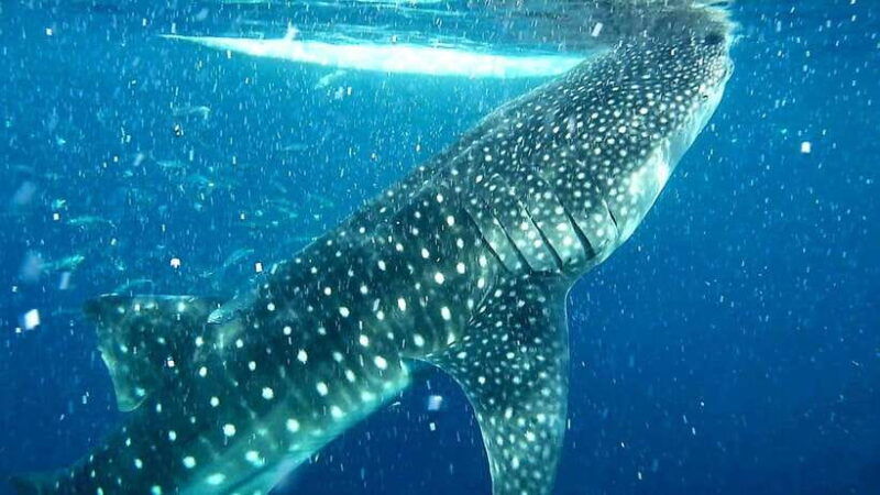 cebu-oslob-whale-sharks-canyoneering-and-ziplining-tour