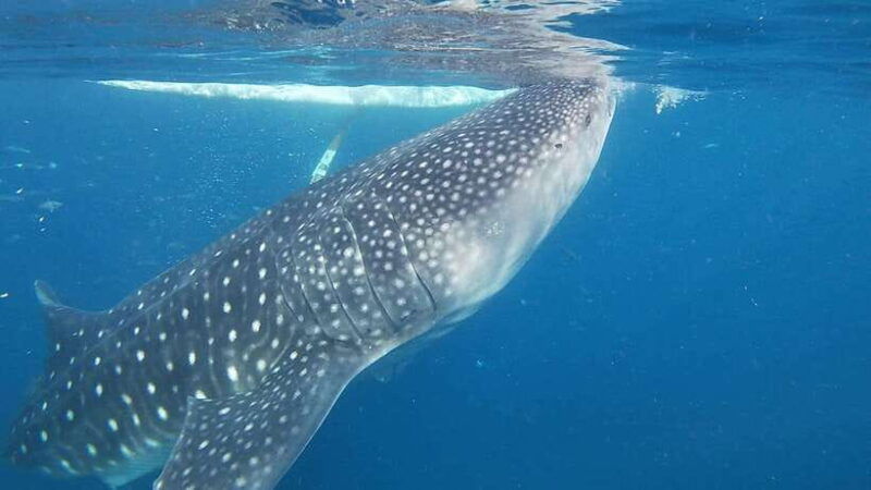 cebu-oslob-whaleshark-sardines-run-snorkeling-day-tour