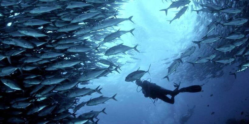cebu-scuba-diving-with-sardines-and-pescador-island-snorkel