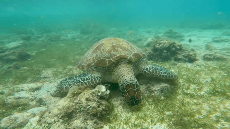 cebu-whale-shark-oslob-and-moalboal-snorkeling-adventure