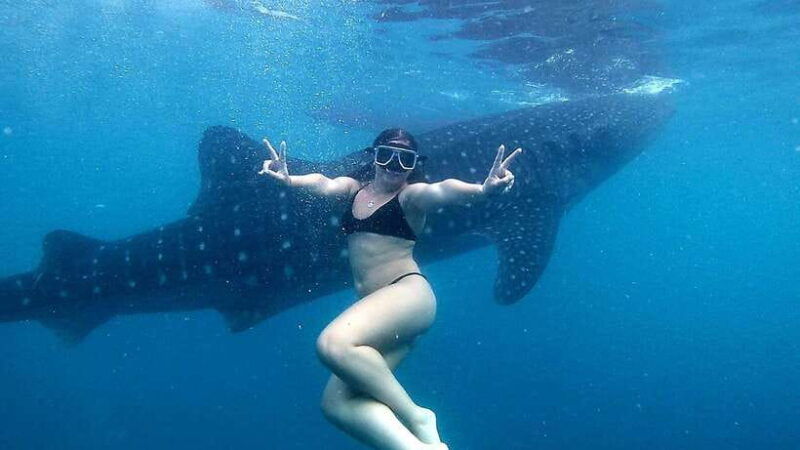 cebu-whale-shark-swim-kawasan-falls-moalboal-sardine-run