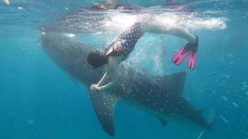 cebu-whaleshark-encounter-tumalog-falls-sumilon-sandbar