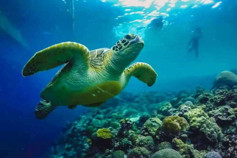 cebu-whaleshark-swimming-moalboal-snorkelling-day-trip