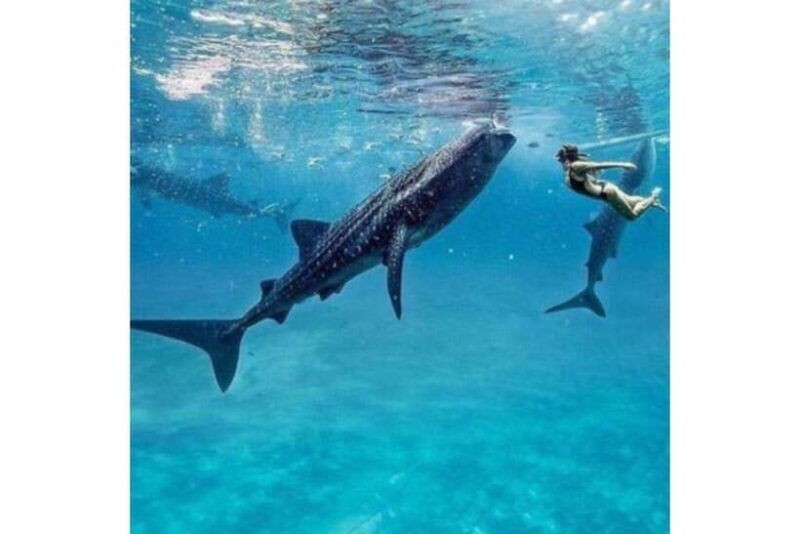 cebuwhale-shark-waterfall-and-sardine-run-group-tourmeal