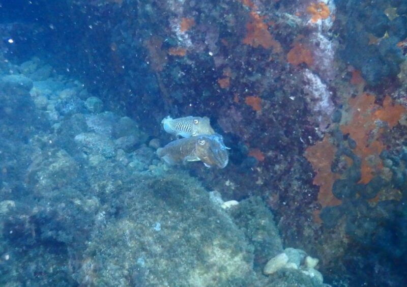 chalkidiki-scuba-diving-for-beginners-in-kassandra