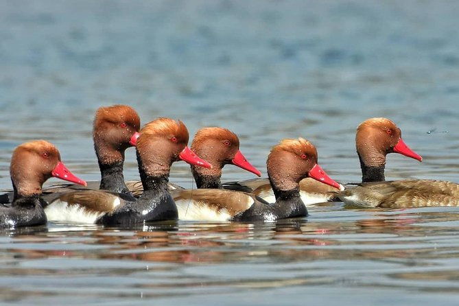 Chambal River Safari - The Sum Up