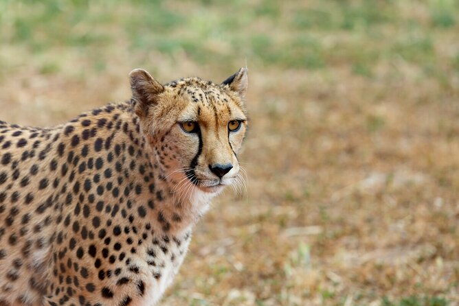 Cheetah Encounter at Werribee Open Range Zoo - excl. entry - Who Is This Tour Perfect For?