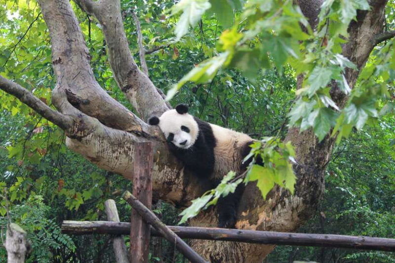 chengdu-panda-base-half-day-group-tour