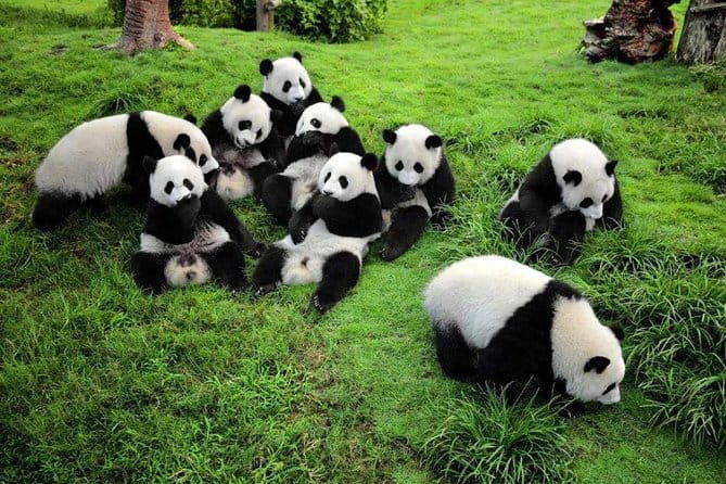 Chengdu Panda Breeding Base Ticket w/ Optional Transfer or Guide - FAQ