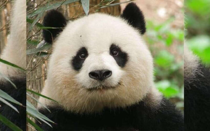 chengdu-panda-breeding-base-tickets-booking