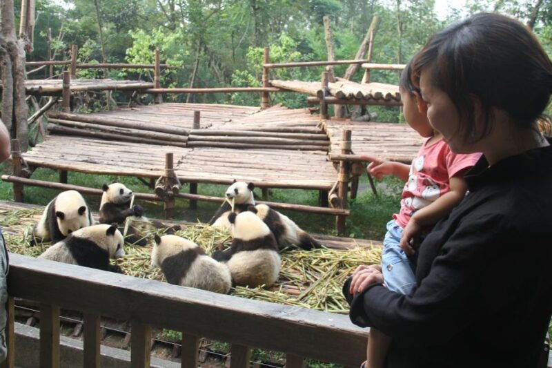 chengdu-private-panda-base-tour-with-80-pandas