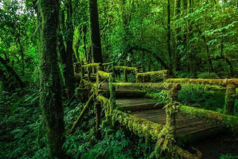 chiang-mai-doi-inthanon-pha-dok-siew-nature-trail-trek