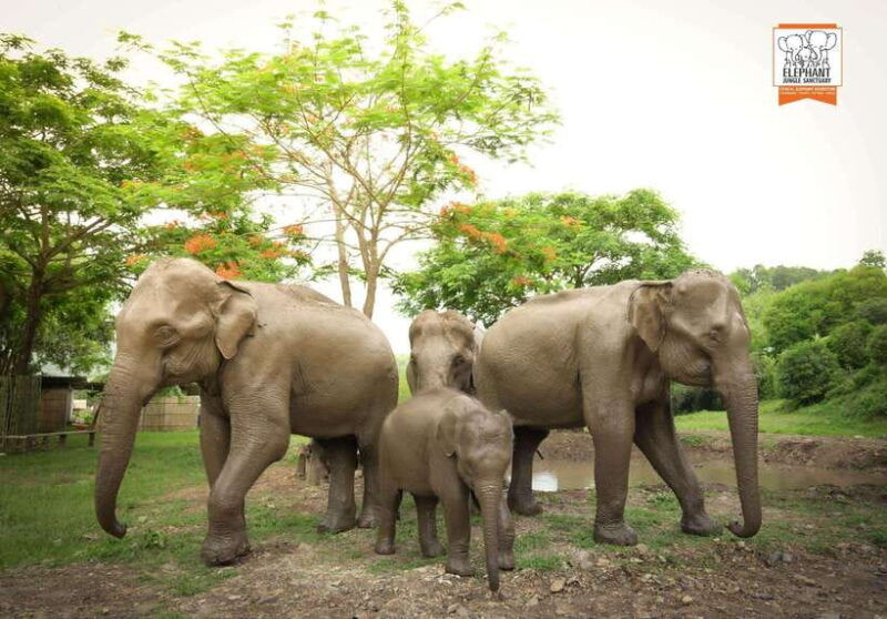 chiang-mai-elephant-jungle-sanctuary-mama-noi-cooking-class
