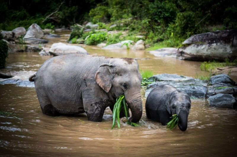 chiang-mai-elephant-recovery-center-doi-inthanon-and-hiking