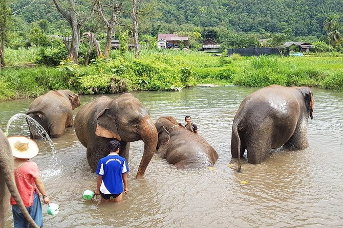 Chiang Mai Elephant Sanctuary and Temples Tour in Spanish - Who Will Love This Tour?