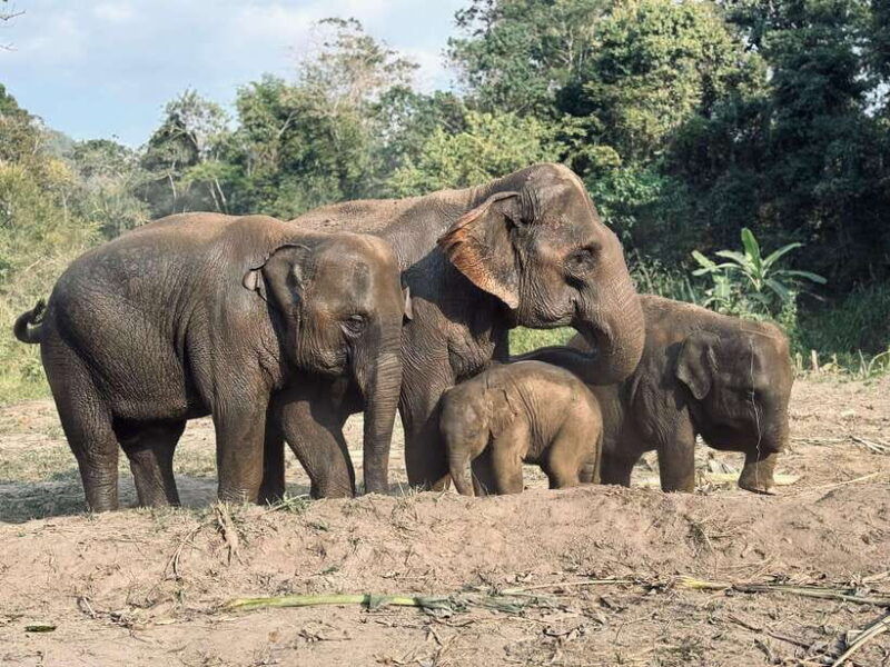 chiang-mai-elephant-sanctuary-feeding-program-half-day-tour