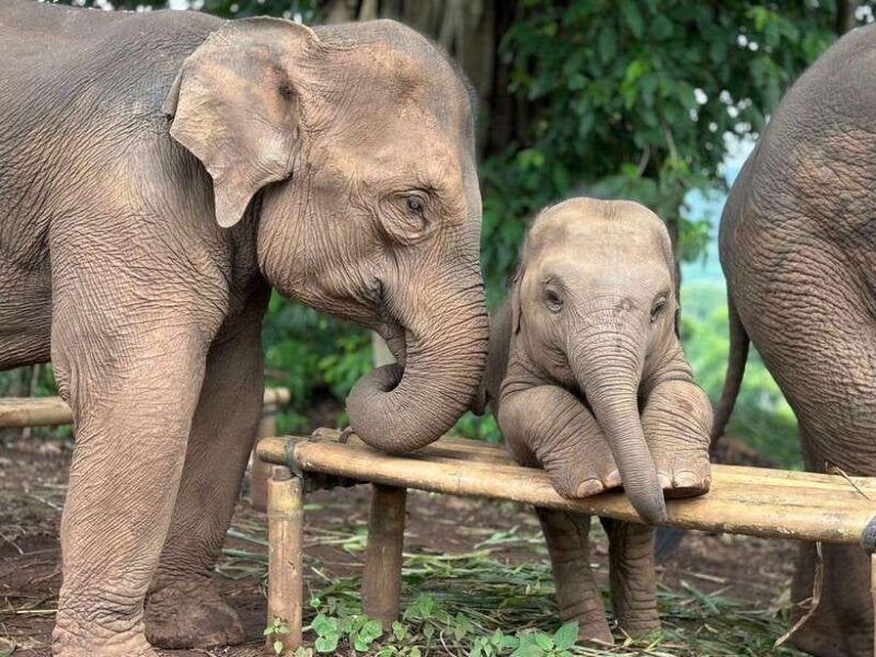 chiang-mai-elephant-sanctuary-waterfall-bamboo-rafting