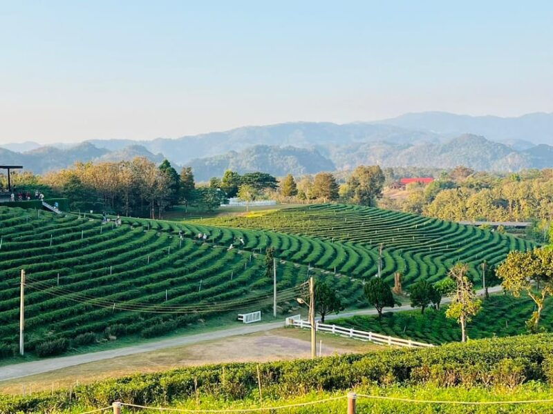chiang-rai-discover-7-must-see-spots-lunch-included
