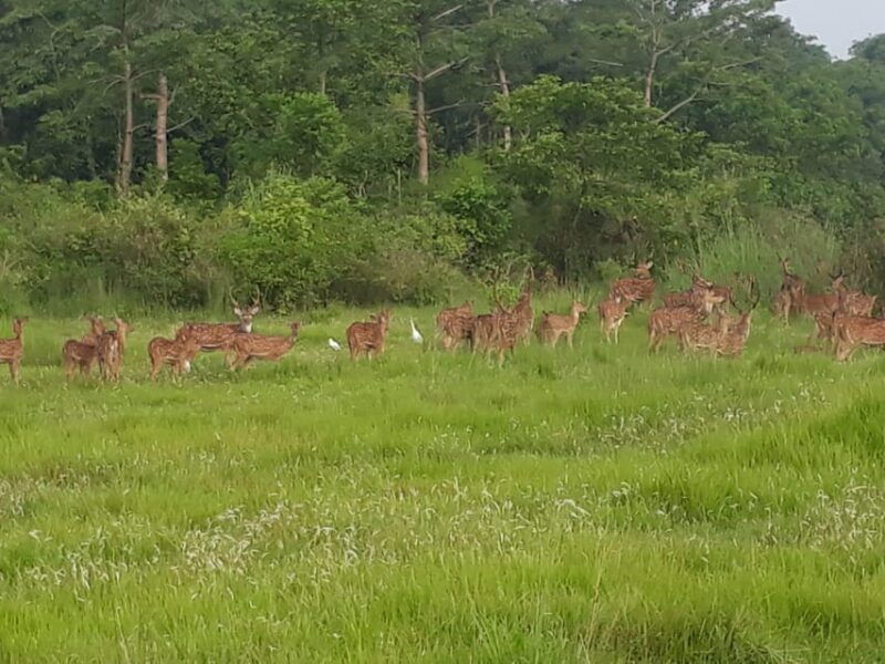 chitwan-4-day-chitwan-national-park-tiger-safari-tour