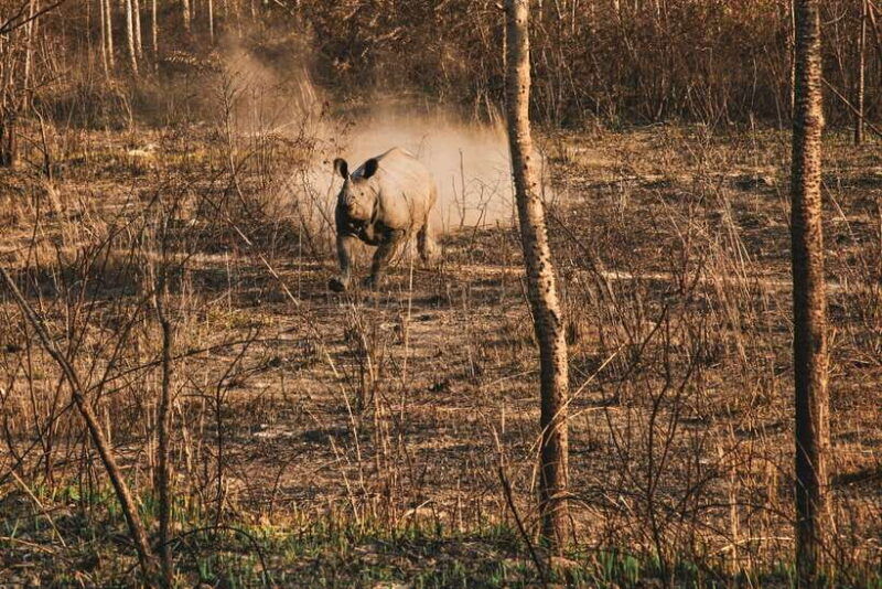 chitwan-jungle-safari-2-nights-3-days