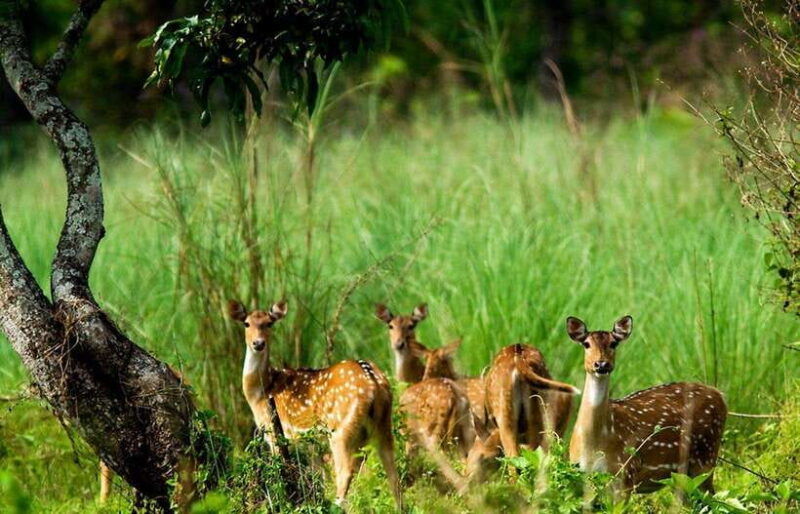 chitwan-national-park-tower-night-stay-with-nature-guide