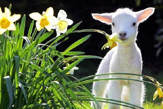 Christchurch Sheep Farm Visit - FAQ