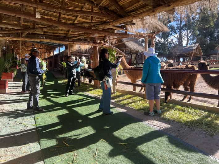 city-tour-cusco-camelids-tour-pachamanca
