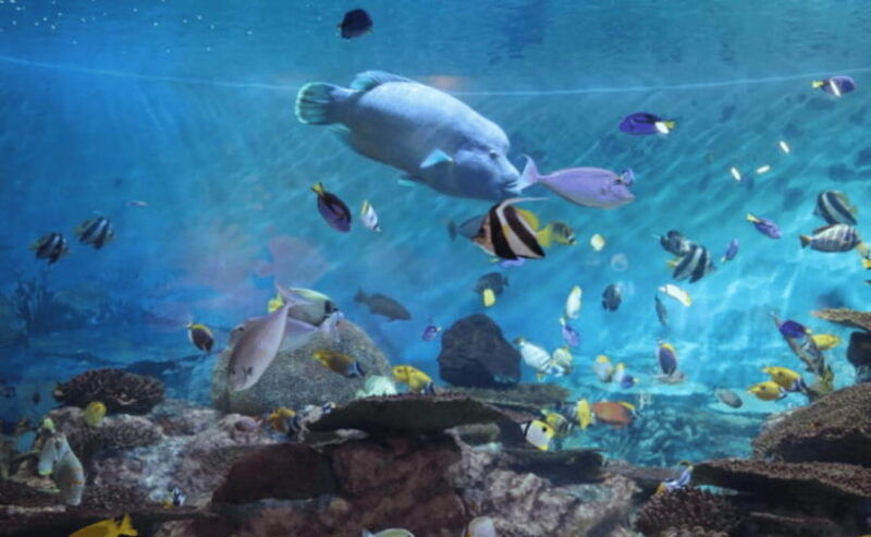 coex-aquarium-entry-ticket