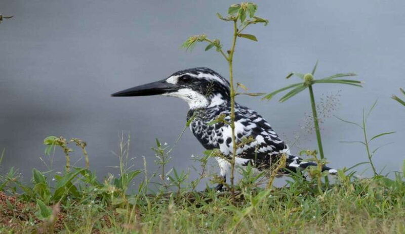colombo-bird-watching-around-colombo-guided-tour-06-hours