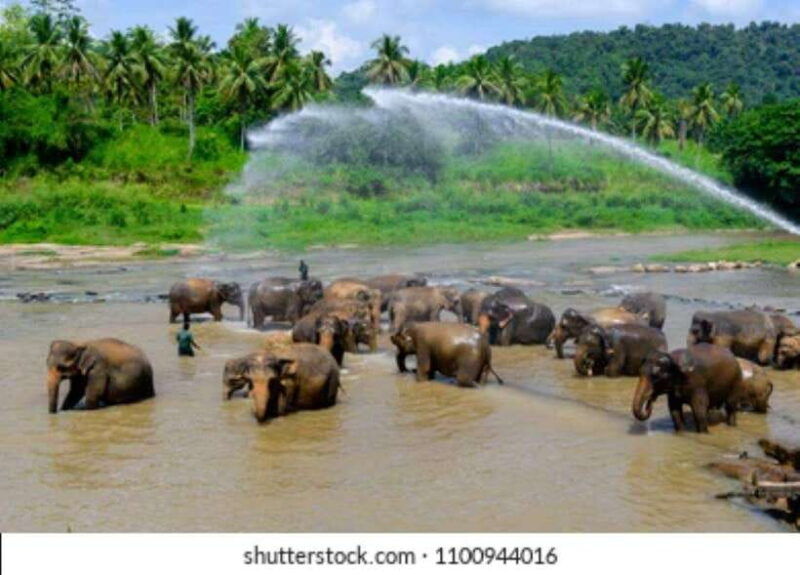 colombo-kandy-and-pinnawala-full-day-trip