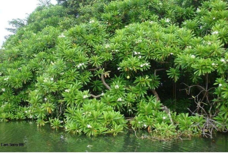 colombo-negombo-muthurajawela-dutch-canal-boat-adventure