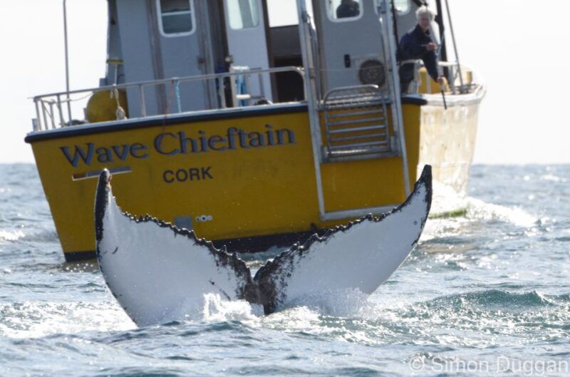 county-cork-whale-dolphin-watching-boat-trip