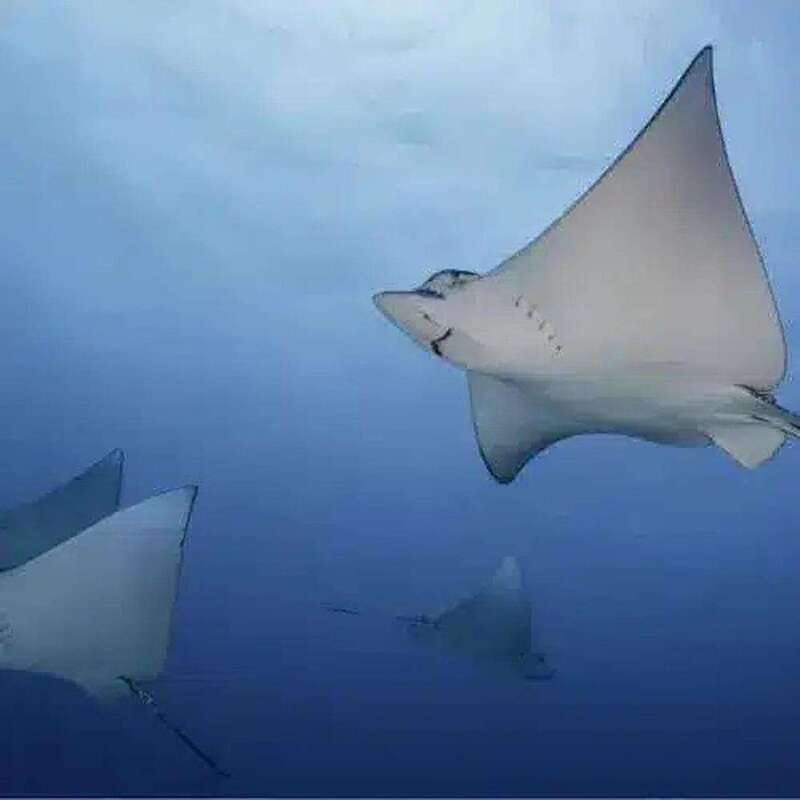 cozumel-diving-experience-from-boat