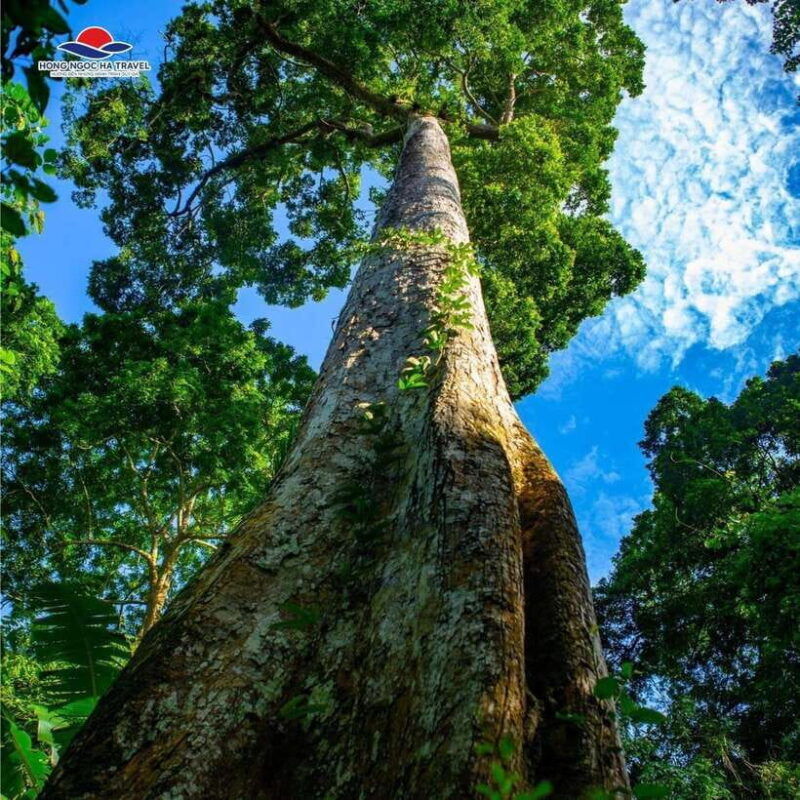 cuc-phuong-national-park-private-tour-from-hanoi-old-quarter