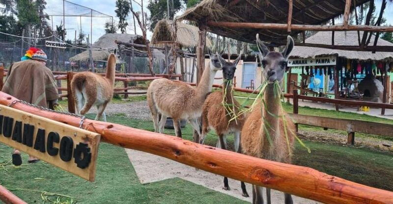 cusco-alpaca-and-llama-farm-tour-and-weaving-demonstration