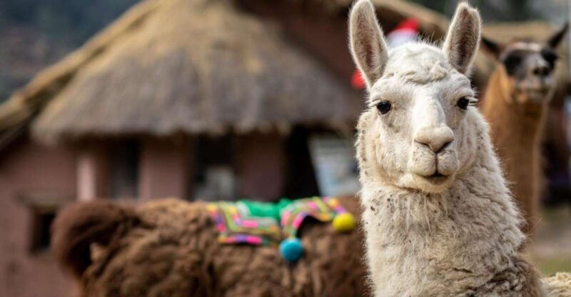 cusco-alpaca-therapy-in-the-cuyo-chico-community-half-day