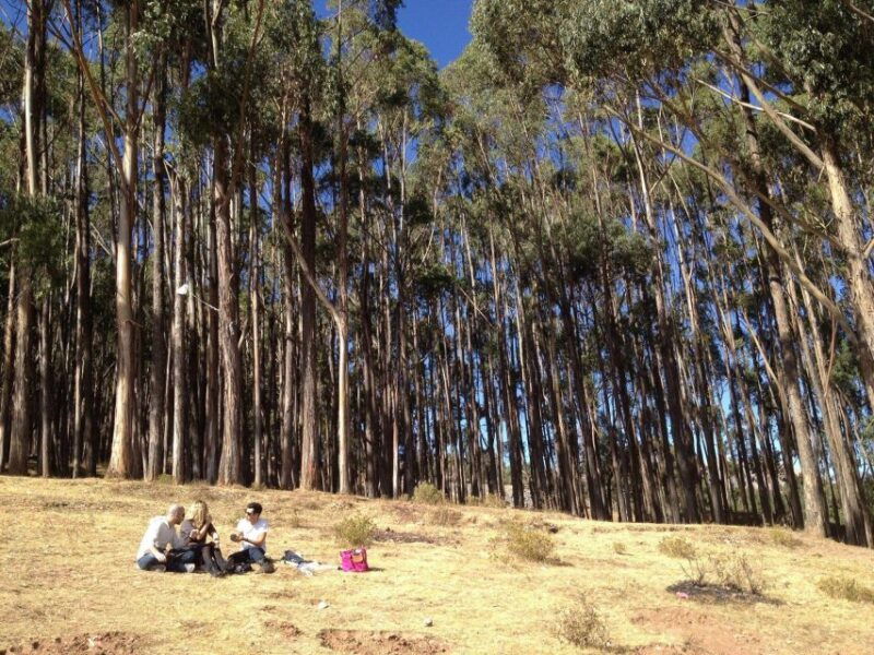 cusco-qenqo-eucalyptus-forest-andean-picnic-painting
